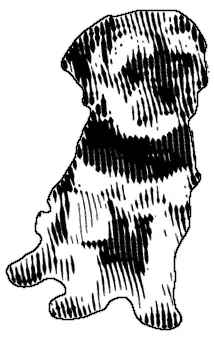 Engraved drawing of a small silky-coated dog, a Yorkshire terrier type, sitting with its head turned to one side.