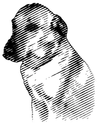 Engraved portrait of a short-coated retriever type in three-quarter view, head turned to the left.