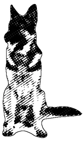 Engraved drawing of a shepherd sitting upright and facing front, ears up, its tail along the ground.