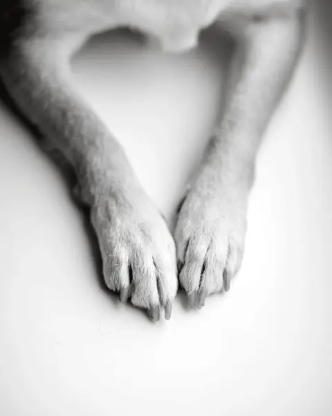 A dog lying still on a pale floor with its two front paws together, seen from above.