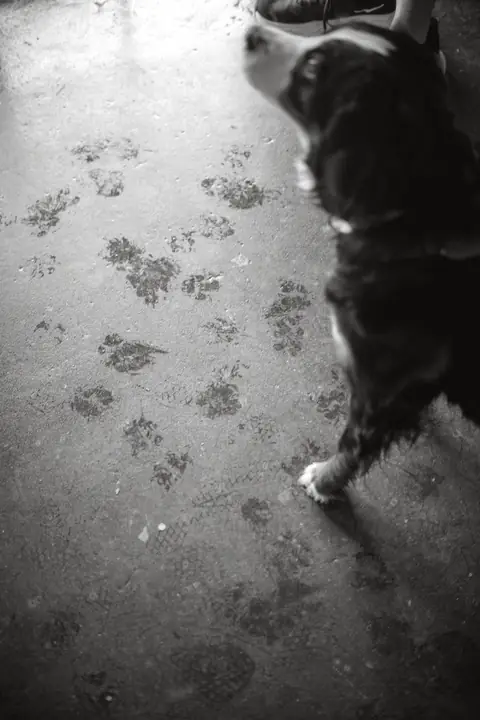 Muddy paw prints across a dark concrete floor, with a black and white dog standing at the edge of the picture.