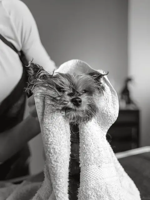 A small wet dog with only its face showing, wrapped in a thick white towel, with a groomer's apron beside it.