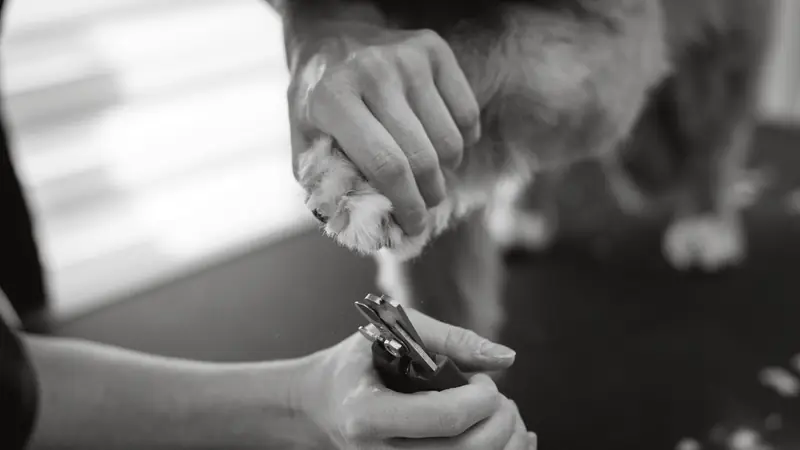 A person's hands holding a dog's paw in one hand and a pair of nail clippers in the other, on a dark grooming table.