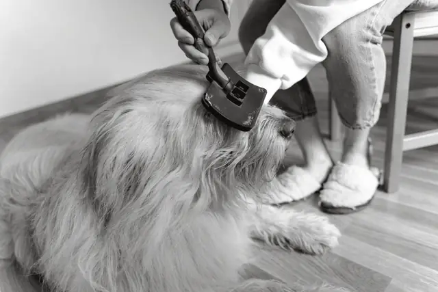 A slicker brush being drawn through the long pale coat of a large dog lying on a wooden floor.